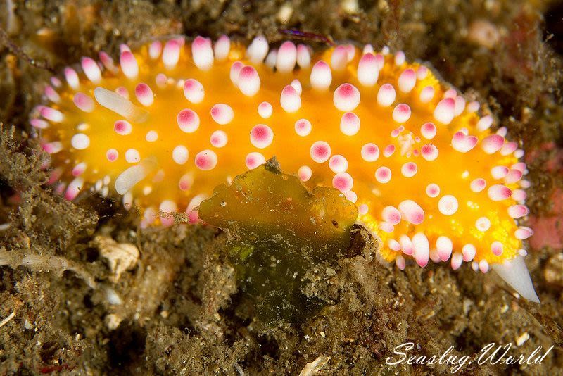 イガグリウミウシ Cadlinella ornatissima