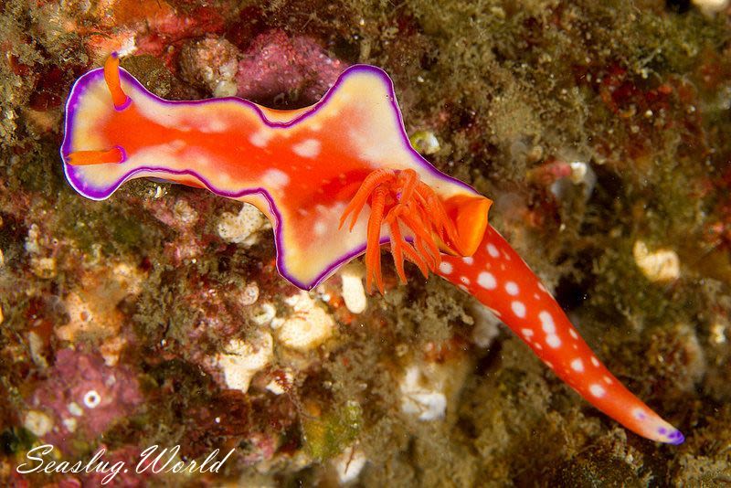 フタイロニシキウミウシ Ceratosoma bicolor