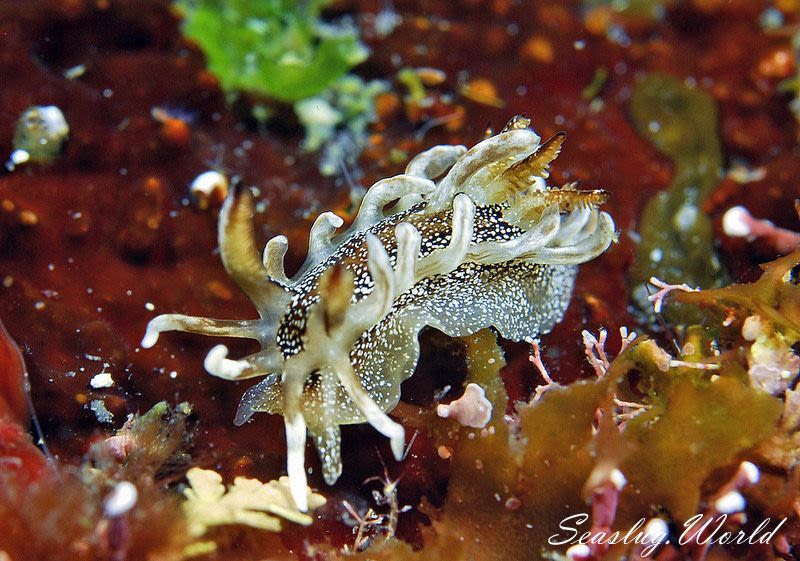 イバラウミウシ Ceratodoris barnardi