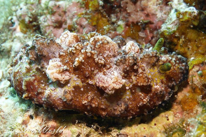 アデヤカイボウミウシ Phyllidiopsis cardinalis