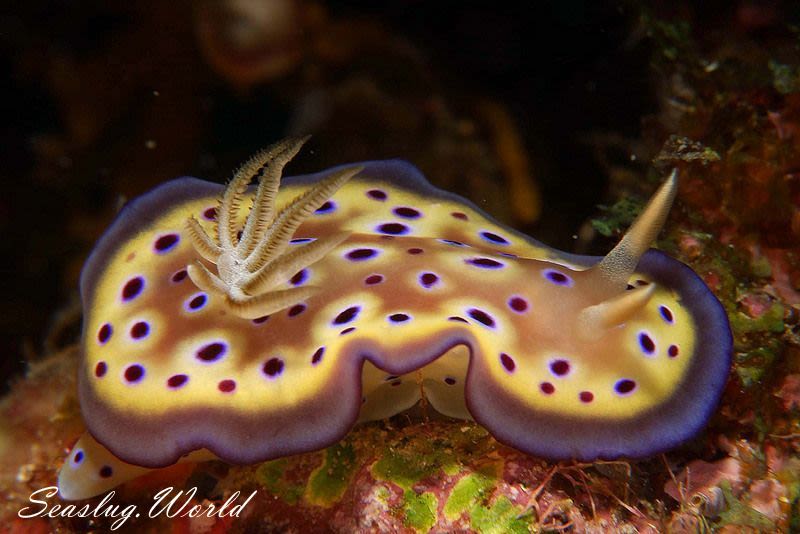 オトヒメウミウシ Goniobranchus kuniei