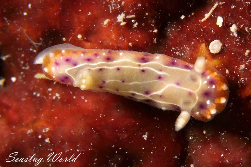 ニヨリセトイロウミウシ Goniobranchus decorus