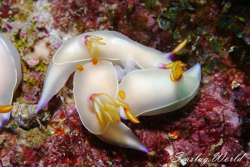 ゾウゲイロウミウシ Hypselodoris bullockii