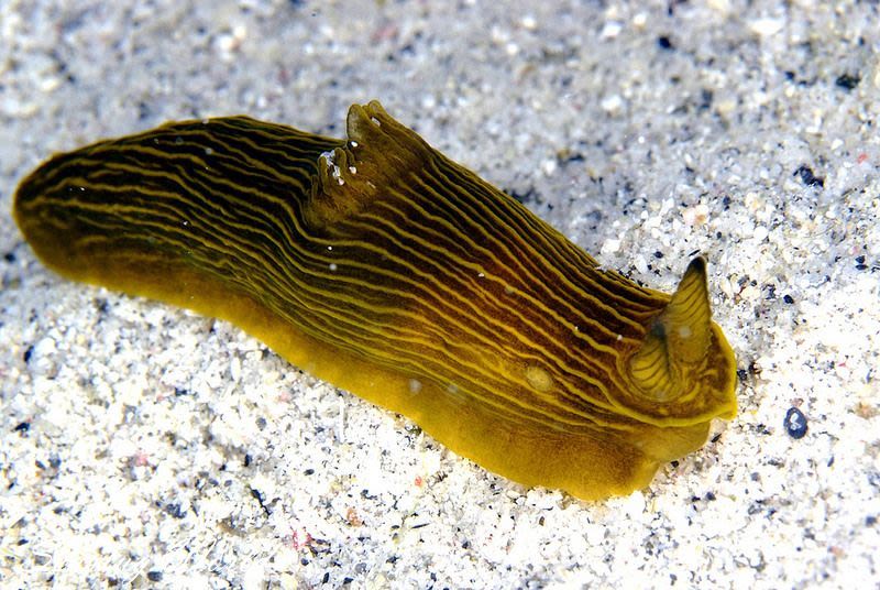 タスジキヌハダウミウシ Gymnodoris sp. 2