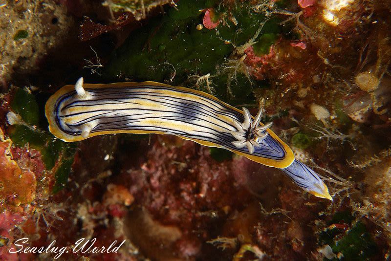 コンガスリウミウシ Chromodoris sp. 1