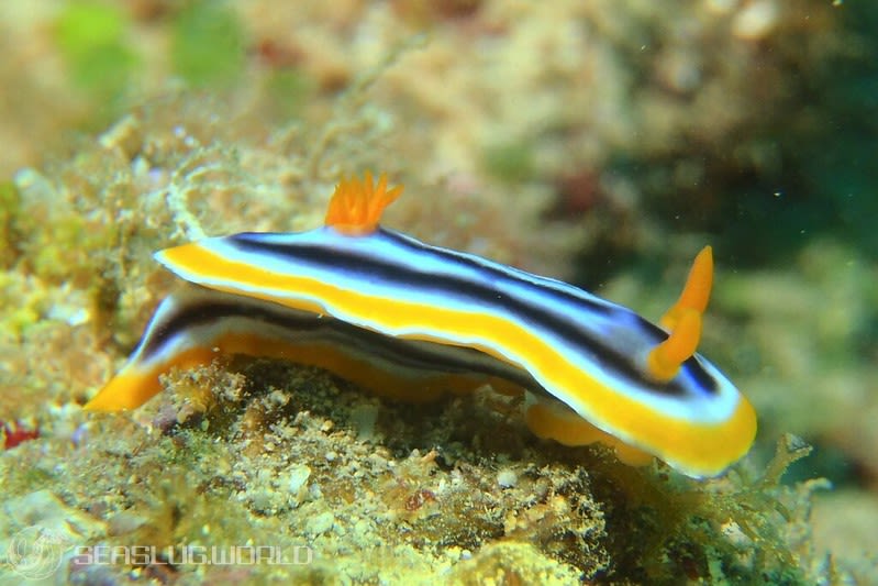 クロシオイロウミウシ Chromodoris sp. 3