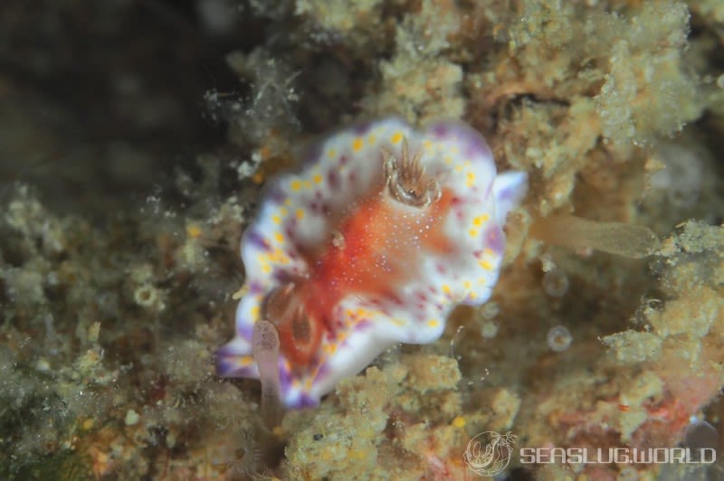 アカネコモンウミウシ Goniobranchus collingwoodi