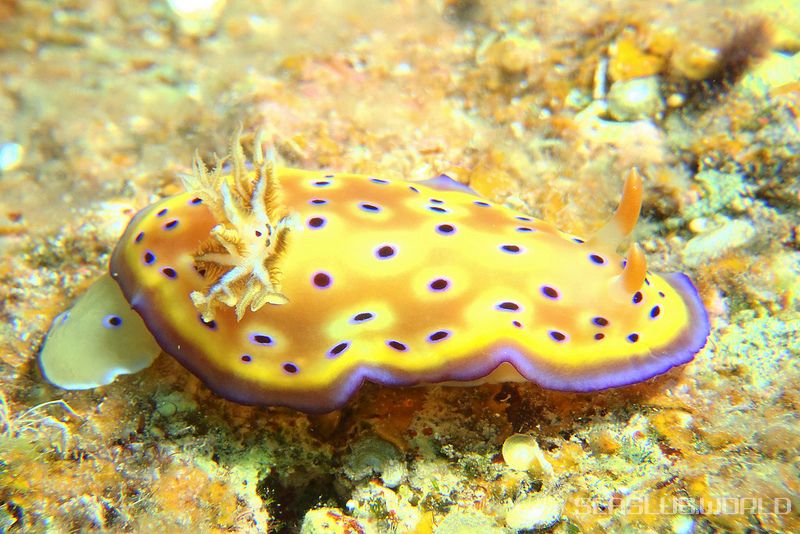 オトヒメウミウシ Goniobranchus kuniei