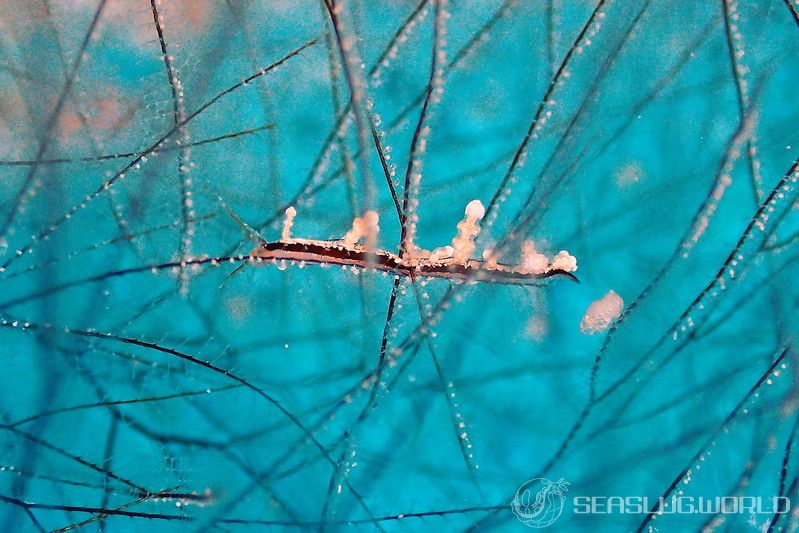 ヤマンバミノウミウシ Eubranchus putnami