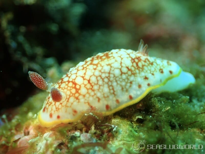 サラサウミウシ Goniobranchus sp.16