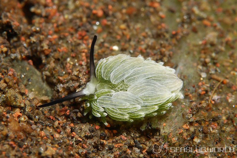 ウサギモウミウシ Costasiella usagi