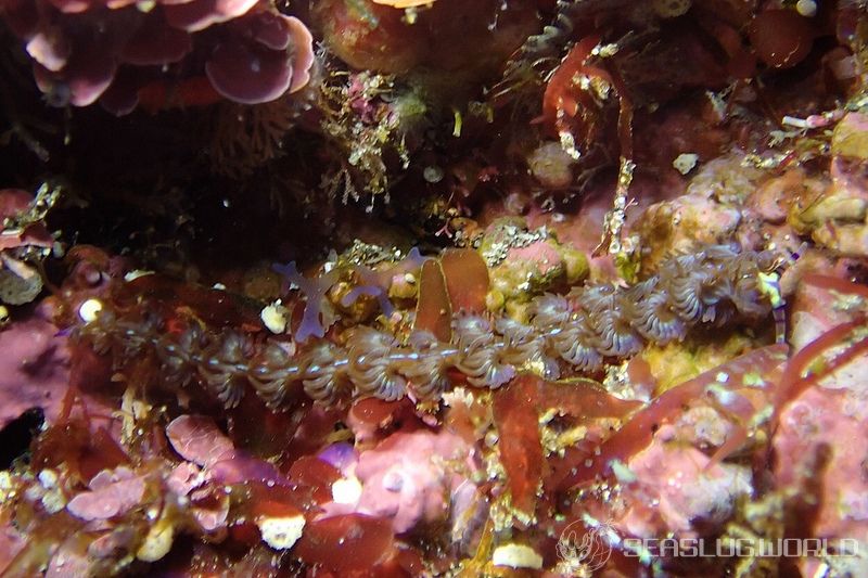 ムカデミノウミウシ Pteraeolidia semperi