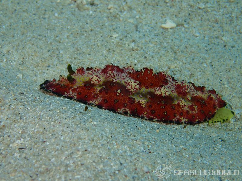 アデヤカイボウミウシ Phyllidiopsis cardinalis