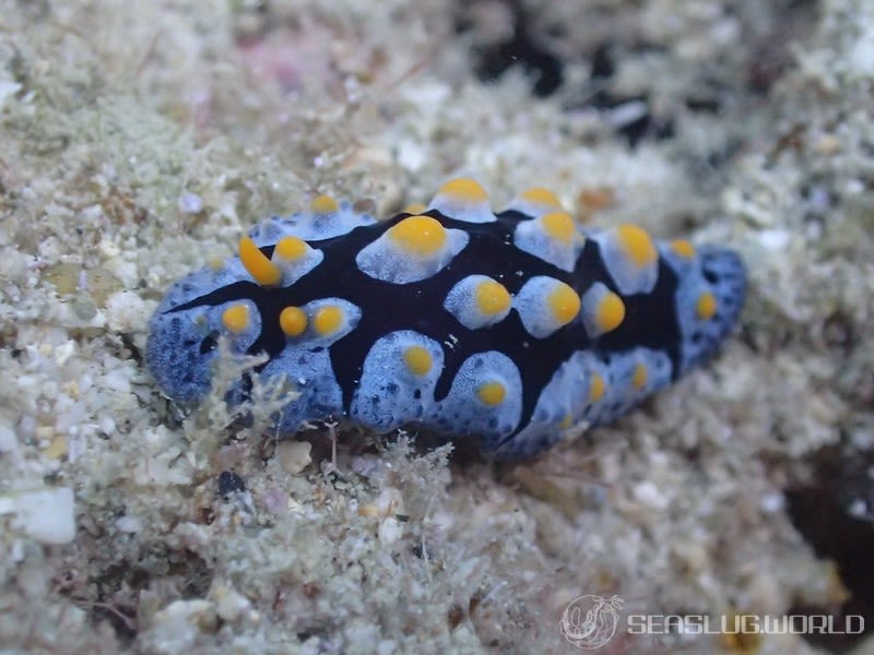 フリエリイボウミウシ Phyllidia picta