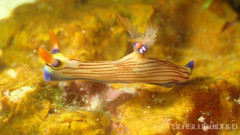 クロスジリュウグウウミウシ Nembrotha sp. 5