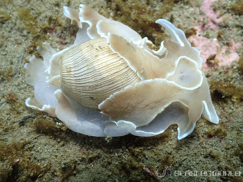 ヒメヤカタガイ Hydatina zonata