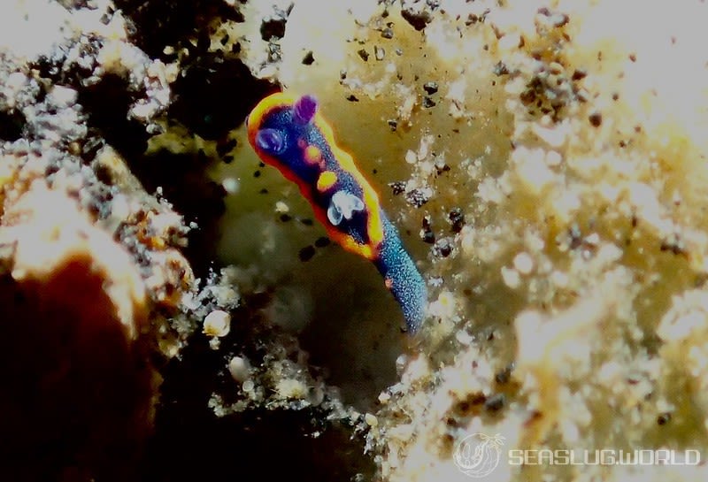 クロスジリュウグウウミウシ属の一種 3 Nembrotha sp. 3