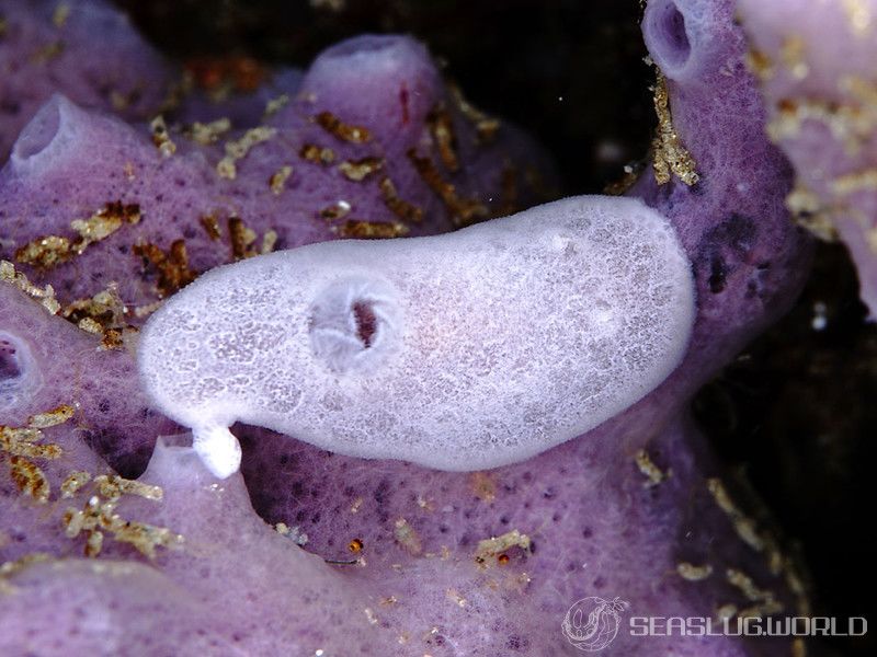 アオサメハダウミウシ Jorunna Sp 3 世界のウミウシ