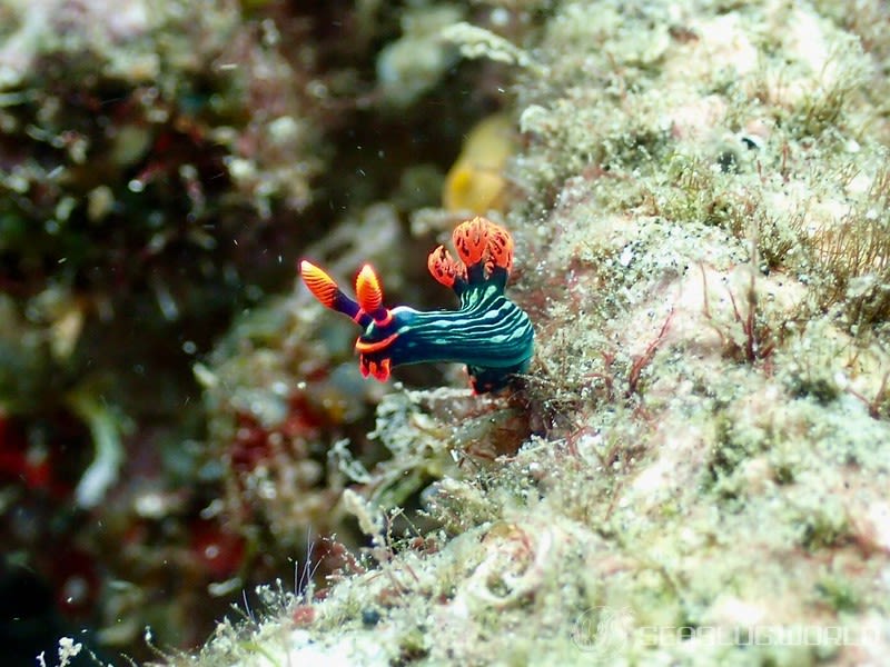 アカフチリュウグウウミウシ Nembrotha kubaryana