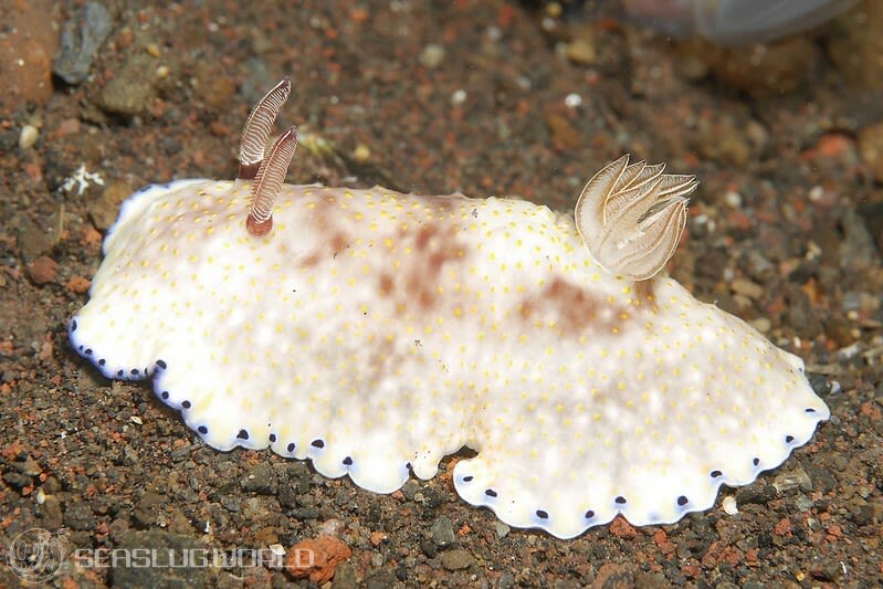 コモンウミウシ Goniobranchus aureopurpureus