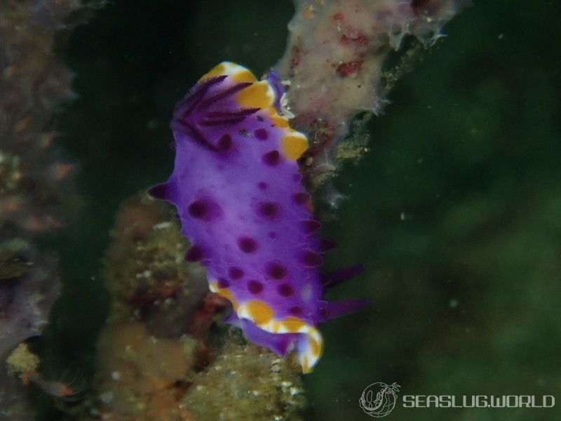 メキシクロミス・マクロパス Mexichromis macropus