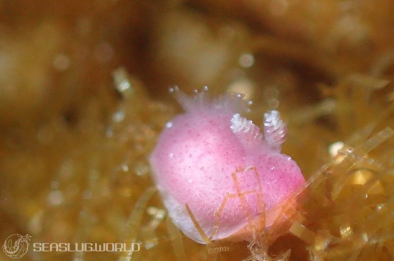 カンムリハラックサウミウシ Hallaxa iju