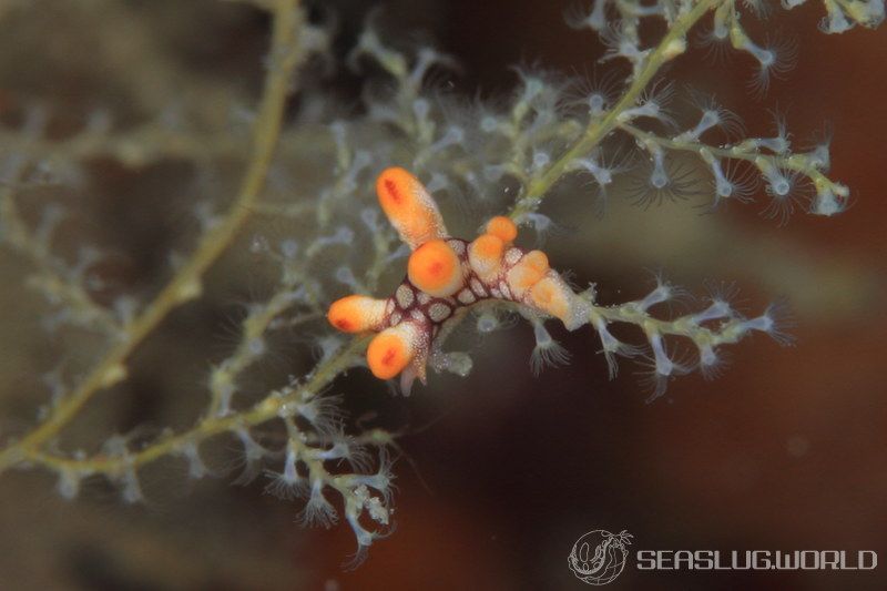 ヒオドシユビウミウシ Bornella anguilla