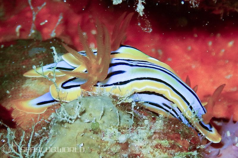 コールマンウミウシ Chromodoris colemani