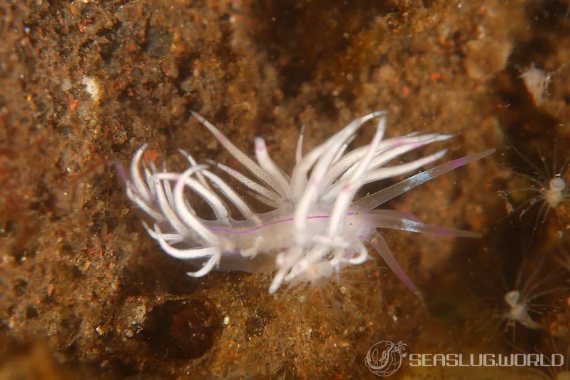 サンドラミノウミウシ Unidentia sandramillenae