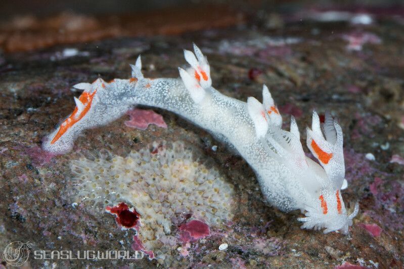 ホムラユビウミウシ Bornella pele