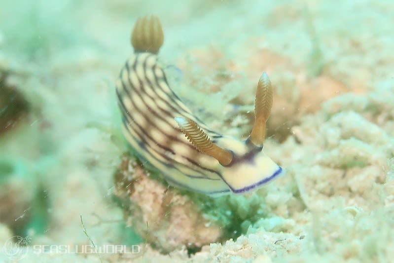 クチナシイロウミウシ Hypselodoris whitei