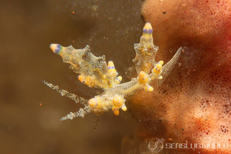 ツノトゲホリミノウミウシ Eubranchus rubropunctatus