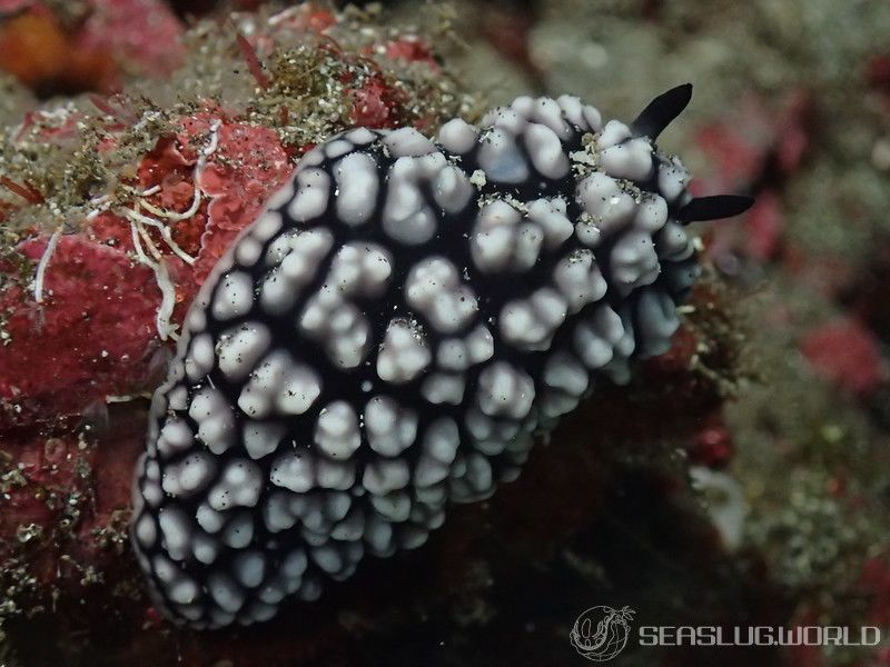 コイボウミウシ Phyllidiella pustulosa