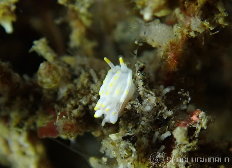 コトヒメウミウシ Goniodoridella borealis