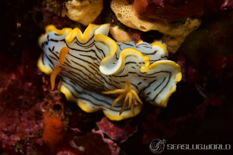 クロスジウミウシ Chromodoris sp. 6