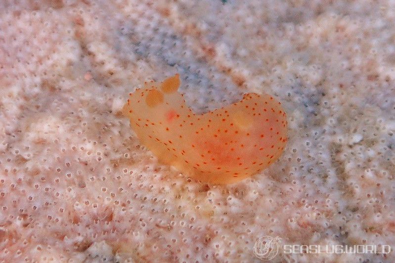 キヌハダウミウシ属の仲間 Gymnodoris spp.