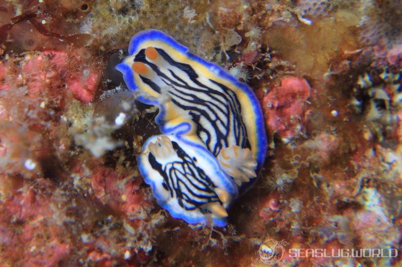 リュウモンイロウミウシ Hypselodoris maritima