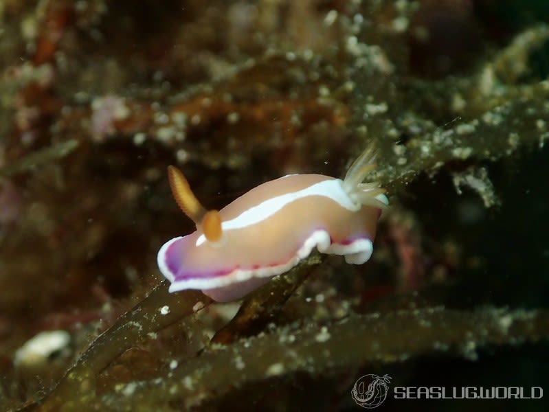 アラリウミウシ Verconia norba