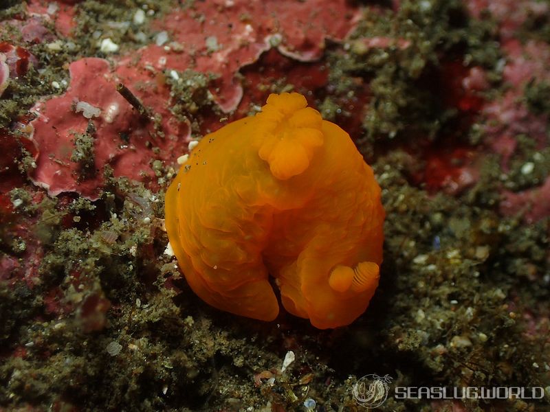 キヌハダウミウシ Gymnodoris inornata