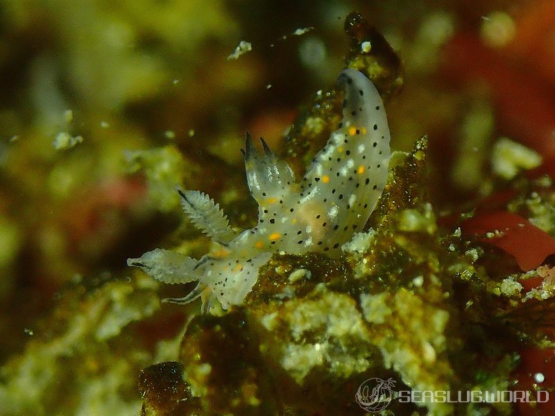 コソデウミウシ Polycera abei