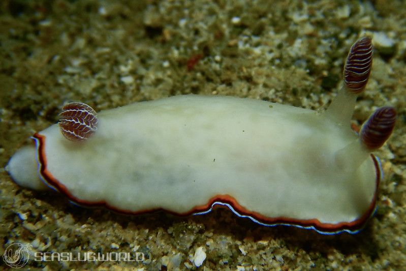 ハスイロウミウシ Goniobranchus fabulus