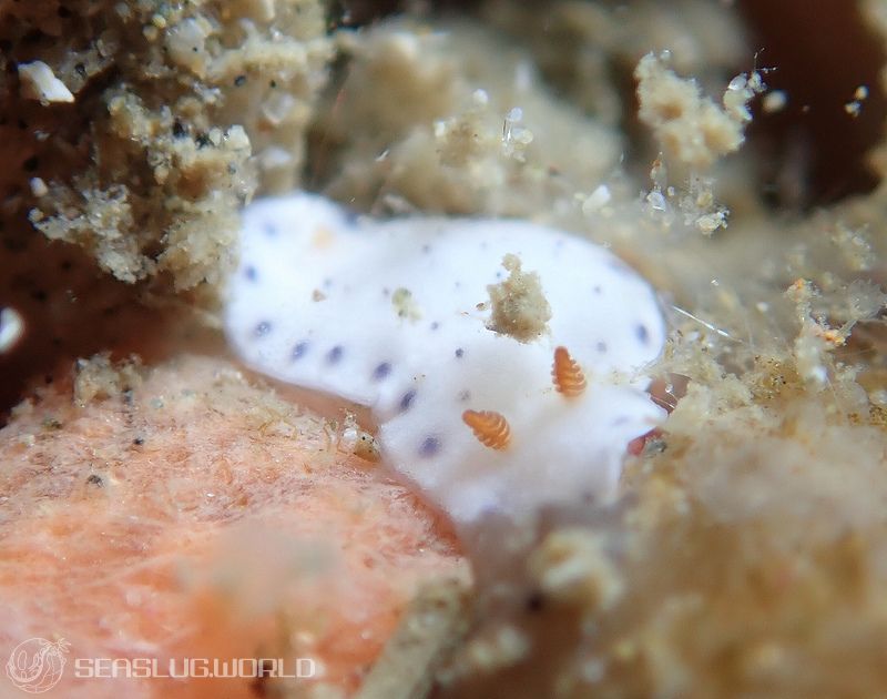 アオウミウシ属の一種 6 Hypselodoris sp. 6