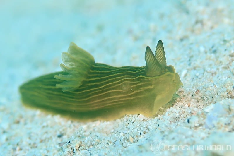 タスジキヌハダウミウシ Gymnodoris sp. 2