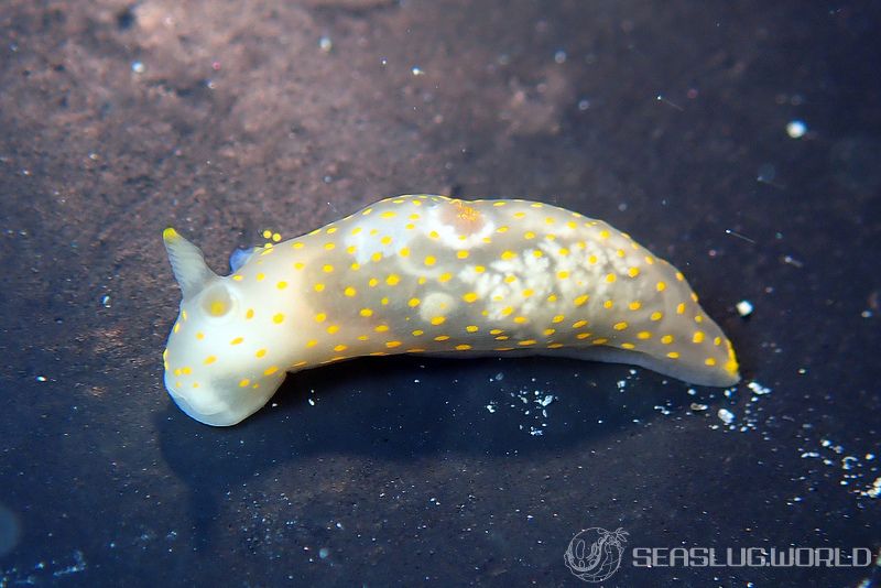 スカシキヌハダウミウシ Gymnodoris sp. 4