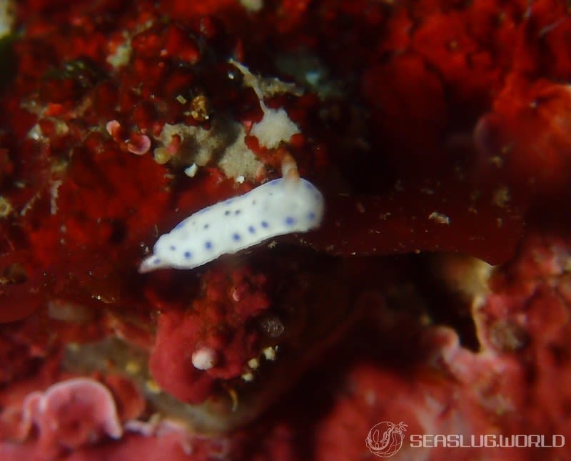 アオウミウシ属の一種 6 Hypselodoris sp. 6