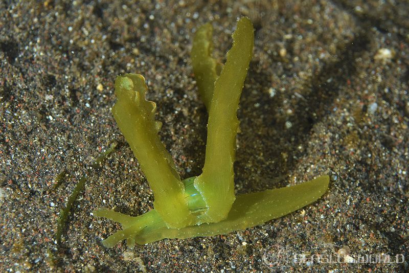 フリソデミドリガイ Lobiger viridis