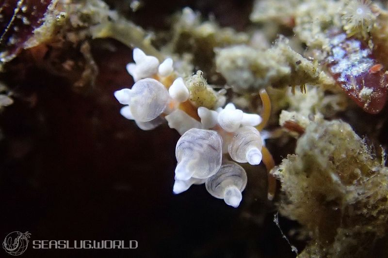 イナバミノウミウシ Eubranchus inabai