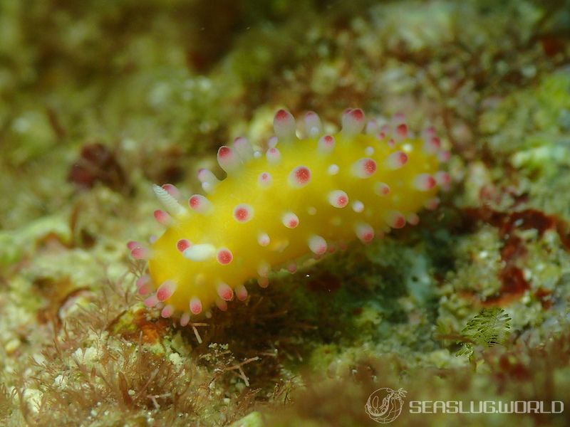 イガグリウミウシ Cadlinella ornatissima