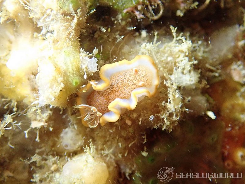 キャラメルウミウシ Glossodoris rufomarginata