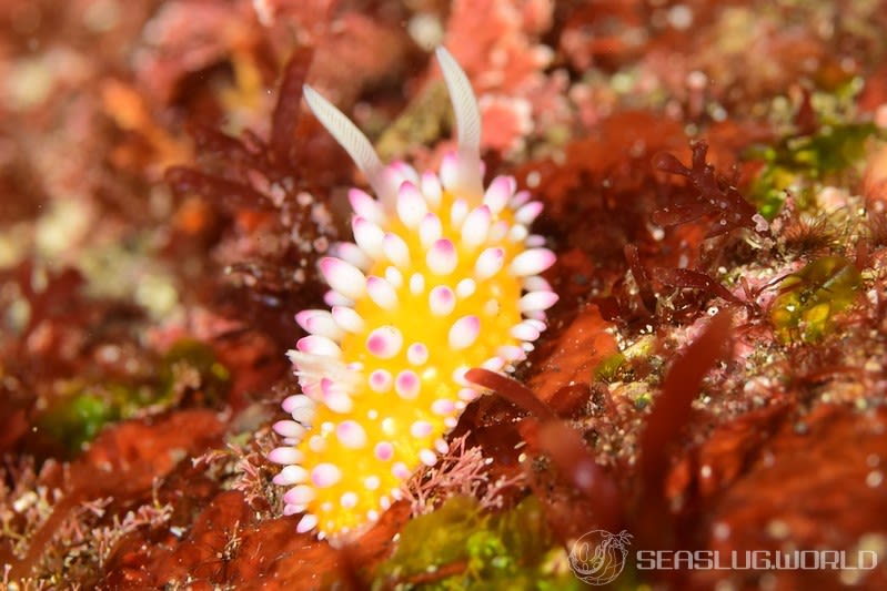 イガグリウミウシ Cadlinella ornatissima